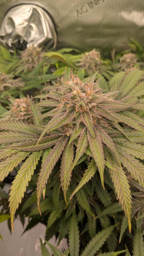 Papaya Sherbet. Week 12