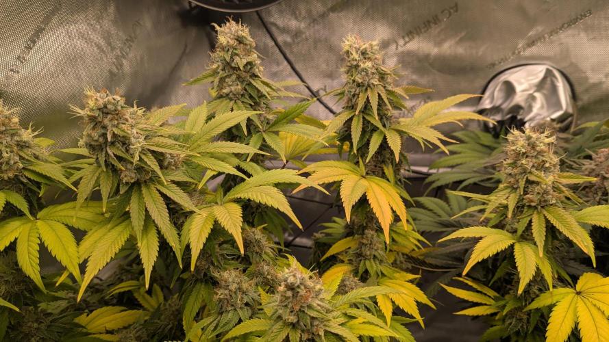 Sour Ripper. Week 12
