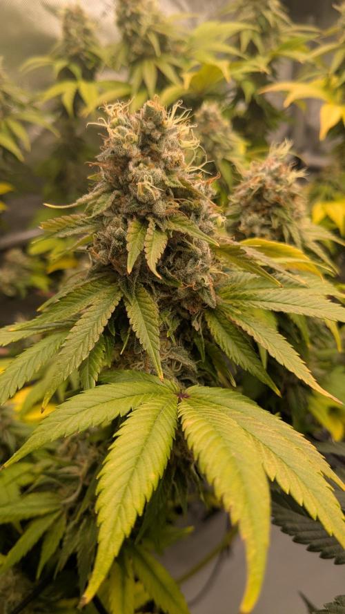 Sour Ripper. Week 12
