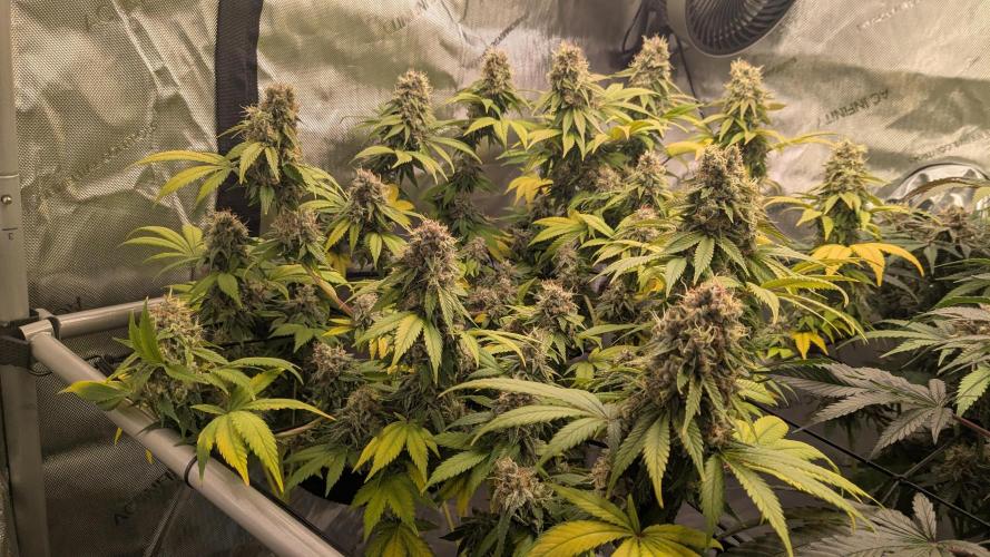 Sour Ripper. Week 12