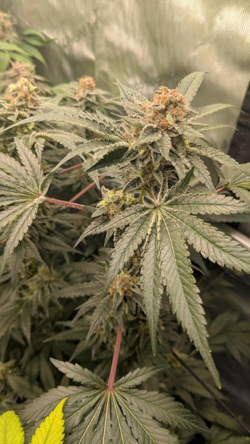 GMO Cookies Zamnesia. Week 12