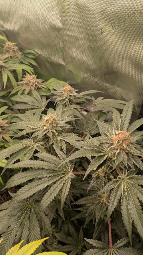 GMO Cookies Zamnesia. Week 12