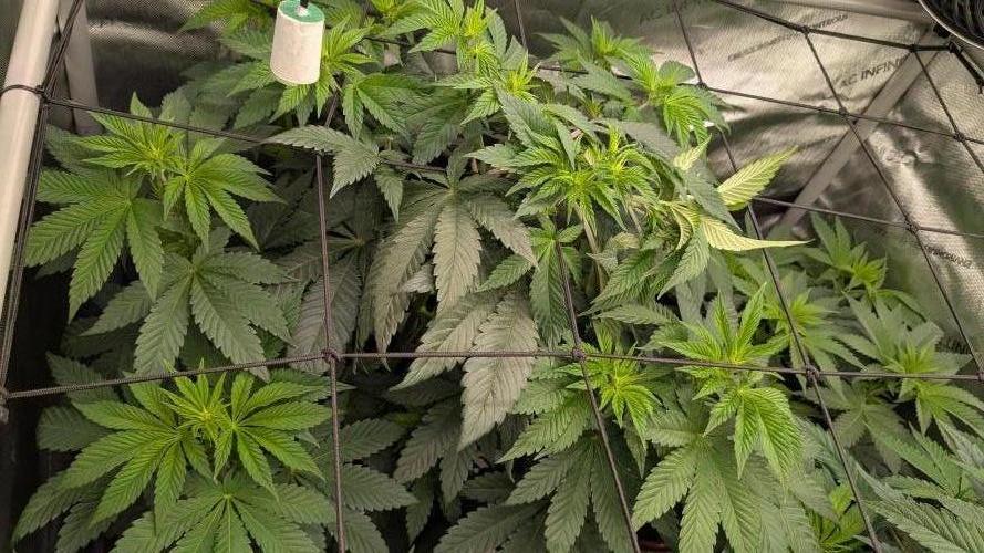Sour Ripper. Week 6