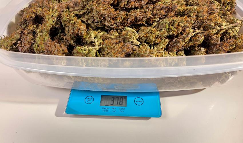 Fragaria Gorillai. Week 13 - Day 90 - 378g