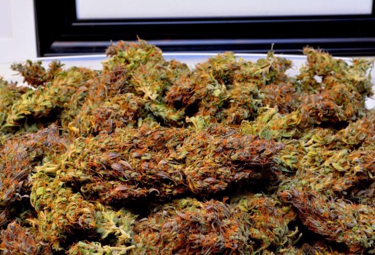 Fragaria Gorillai. Week 13 - Day 90 - 378g