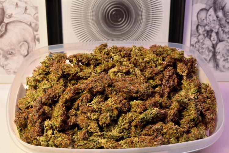 Fragaria Gorillai. Week 13 - Day 90 - 378g