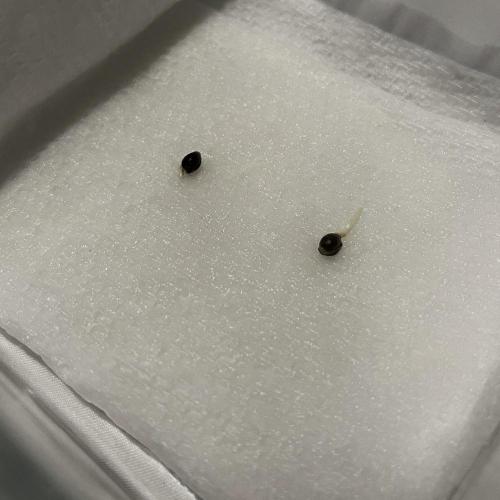 Orange Sherbet FF. Week 0 - Germination Day 3