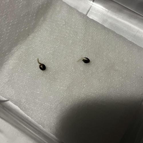 Tropicana Cookies FF. Week 0 - Germination Day 3