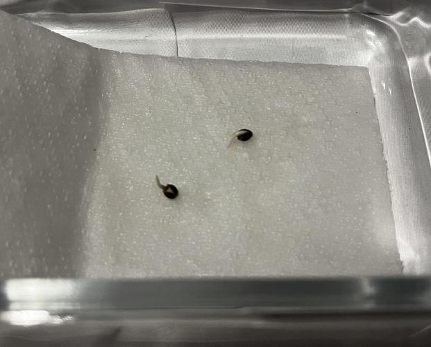 Tropicana Cookies FF. Week 0 - Germination Day 3