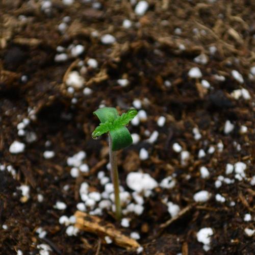 Tropicana Cookies FF. Week 0 - Germination Day 5