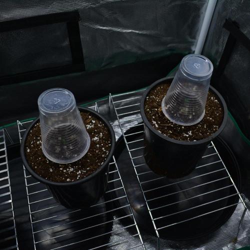 Tropicana Cookies FF. Week 0 - Germination Day 5