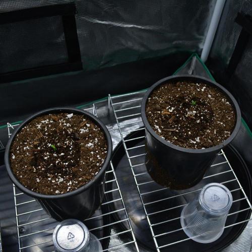 Tropicana Cookies FF. Week 0 - Germination Day 5