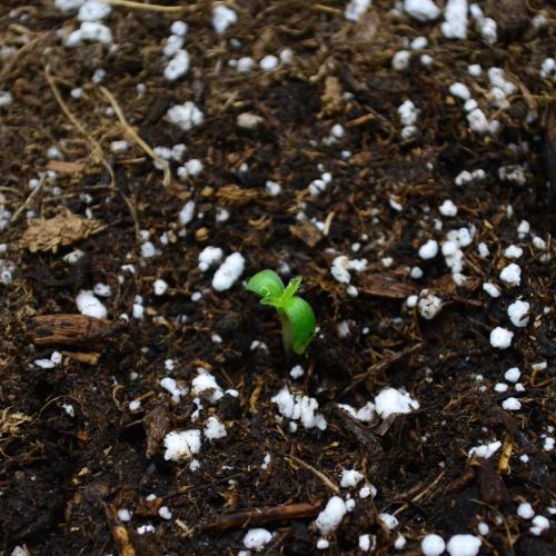 Tropicana Cookies FF. Week 0 - Germination Day 5