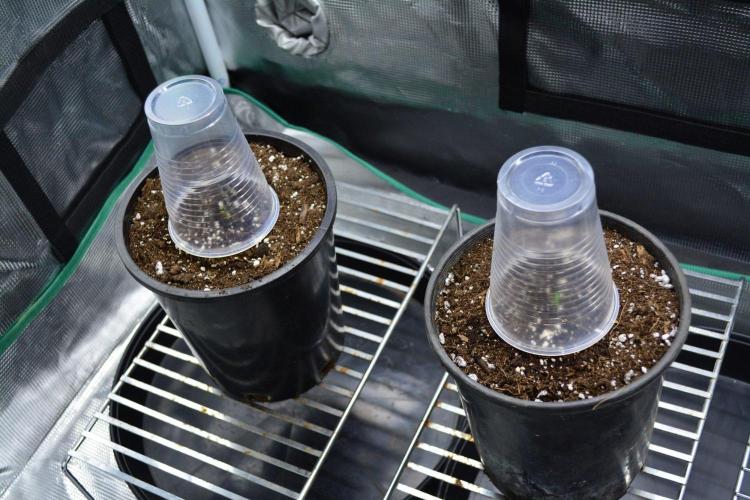 Orange Sherbet FF. Week 0 - Germination Day 5