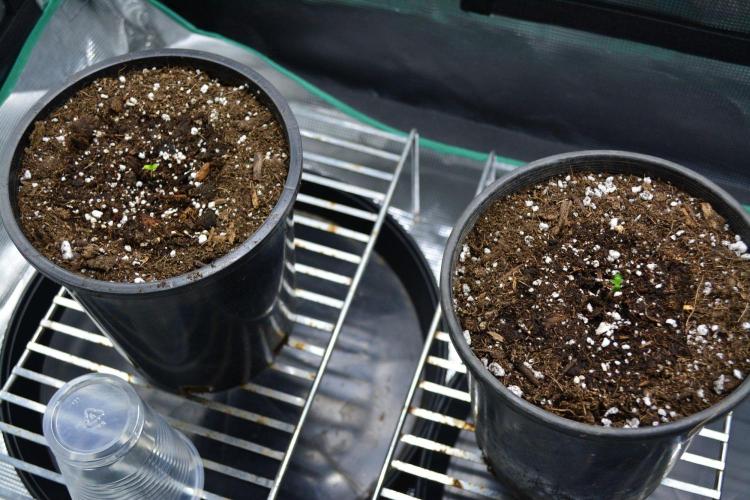 Orange Sherbet FF. Week 0 - Germination Day 5