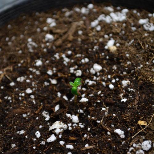 Orange Sherbet FF. Week 0 - Germination Day 5