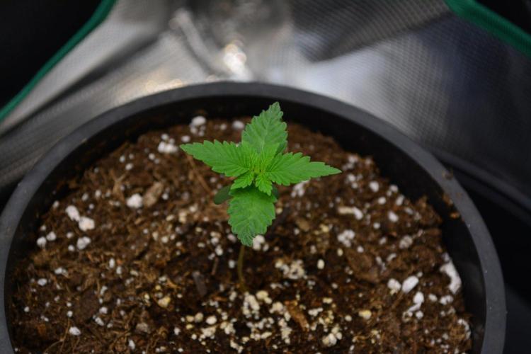 Tropicana Cookies FF. Week 2