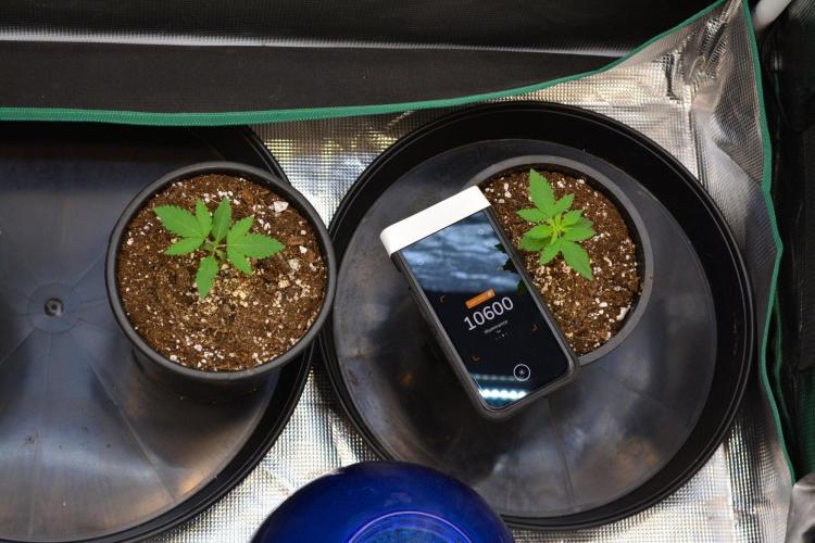 Tropicana Cookies FF. Week 2