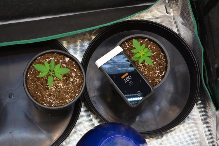 Tropicana Cookies FF. Week 2