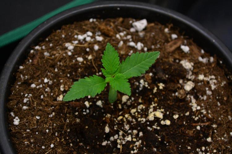 Tropicana Cookies FF. Week 2