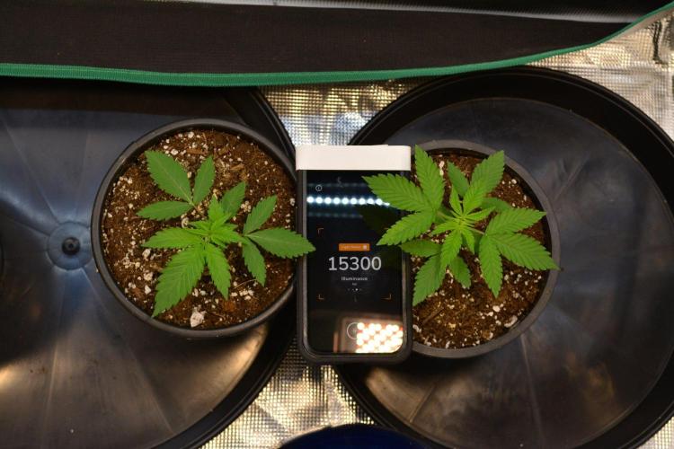 Tropicana Cookies FF. Week 3