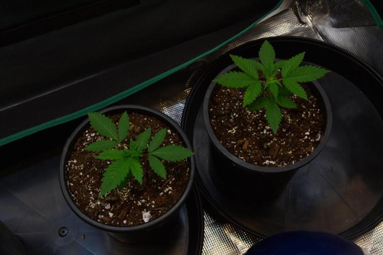 Tropicana Cookies FF. Week 3