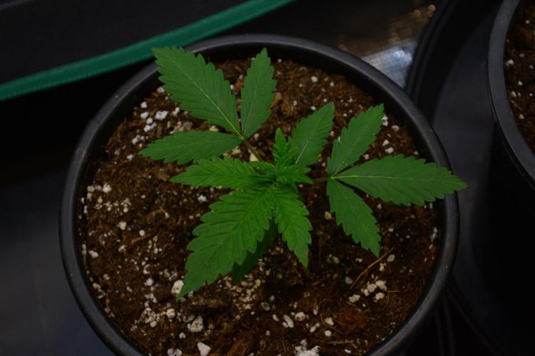 Tropicana Cookies FF. Week 3