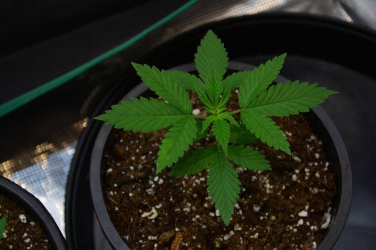 Tropicana Cookies FF. Week 3