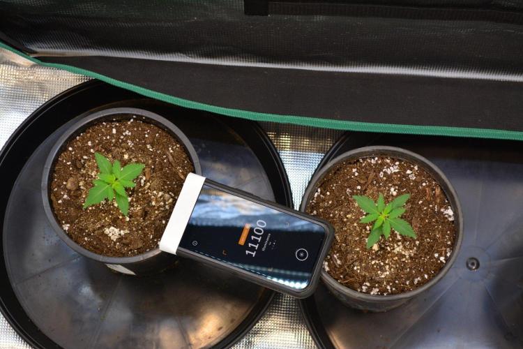Orange Sherbet FF. Week 2 - Day 12