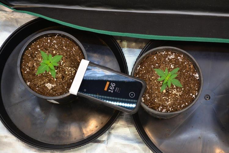 Orange Sherbet FF. Week 2 - Day 12