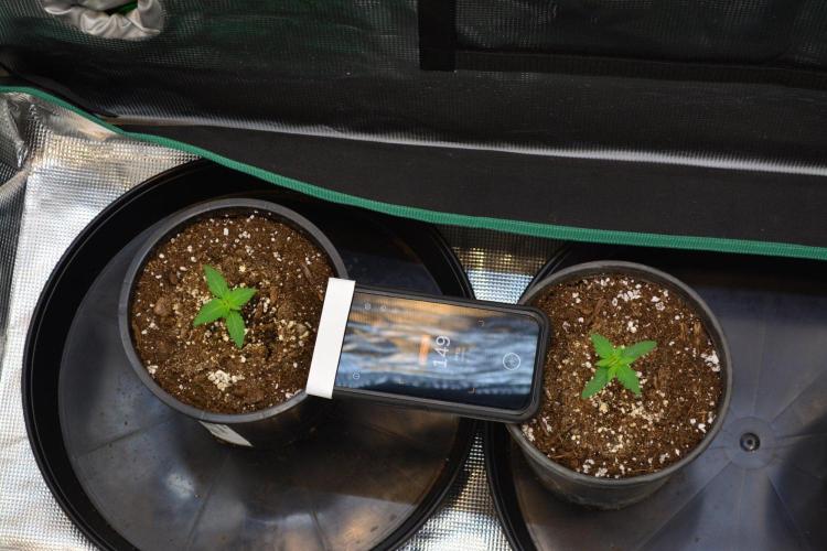 Orange Sherbet FF. Week 2 - Day 10