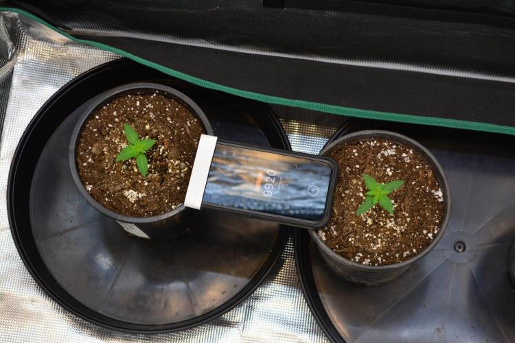 Orange Sherbet FF. Week 2 - Day 10