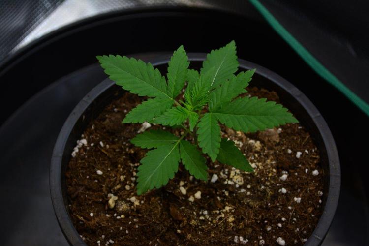 Orange Sherbet FF. Week 3