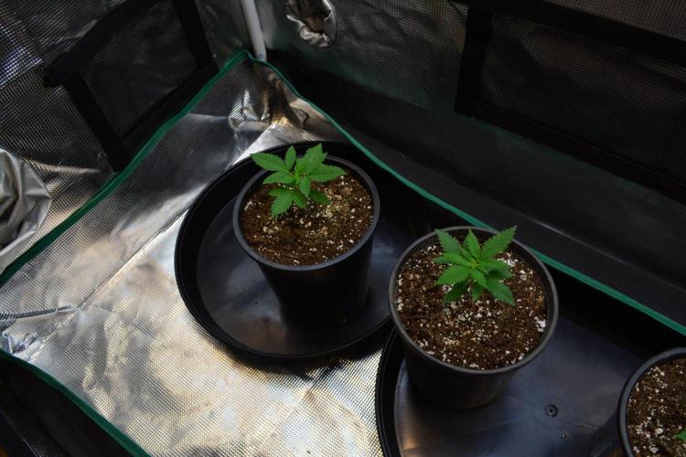 Orange Sherbet FF. Week 3