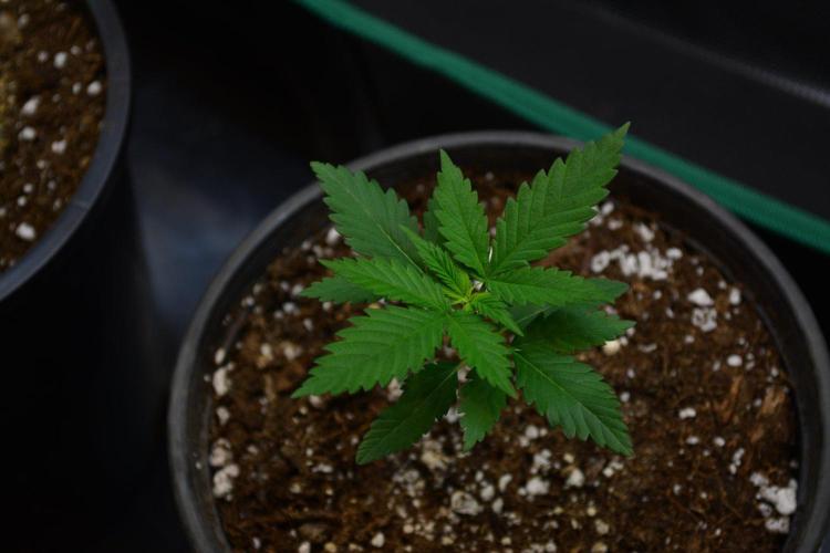 Orange Sherbet FF. Week 3