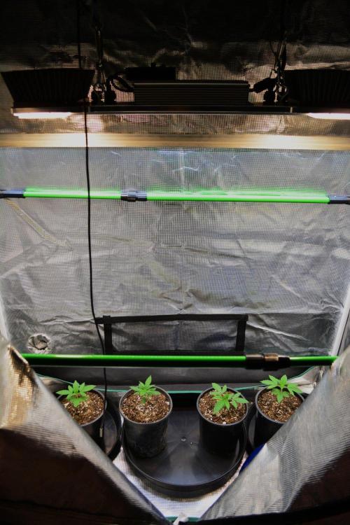 Orange Sherbet FF. Week 3