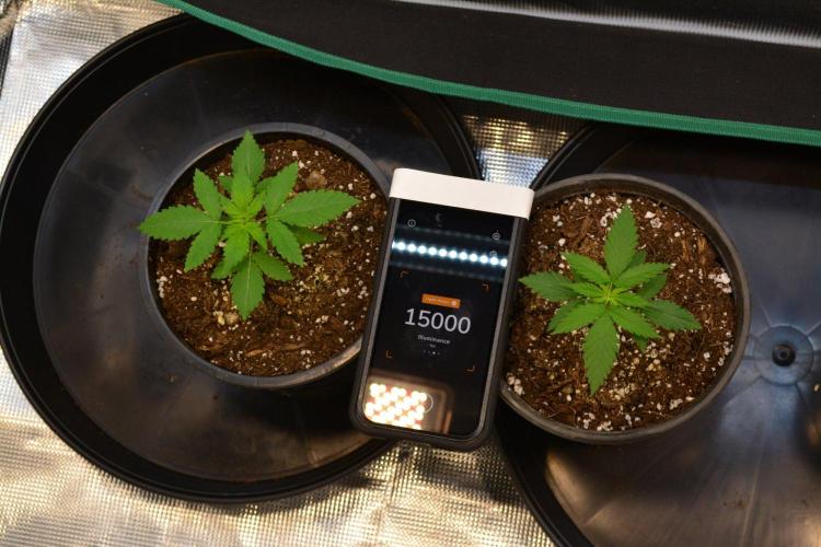Orange Sherbet FF. Week 3