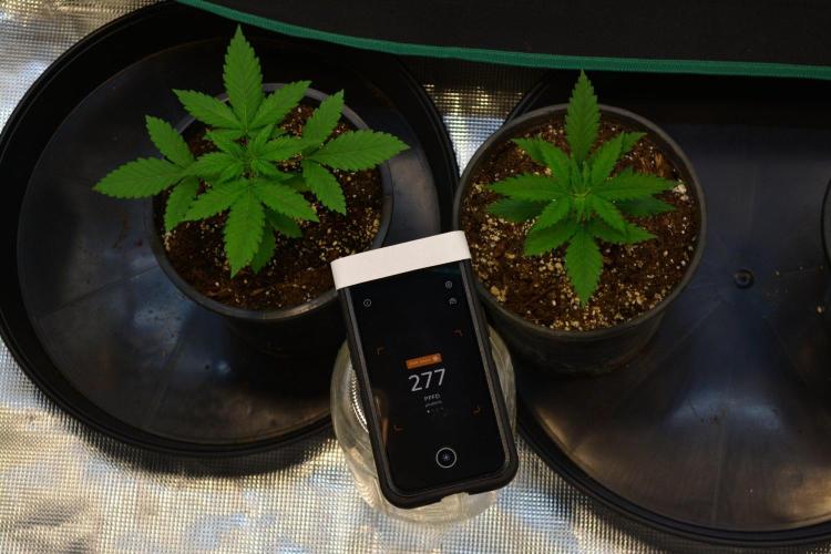 Orange Sherbet FF. Week 3 - Day 18 - PPFD