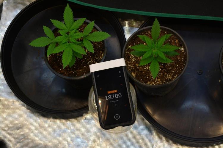 Orange Sherbet FF. Week 3 - Day 18 - LUX