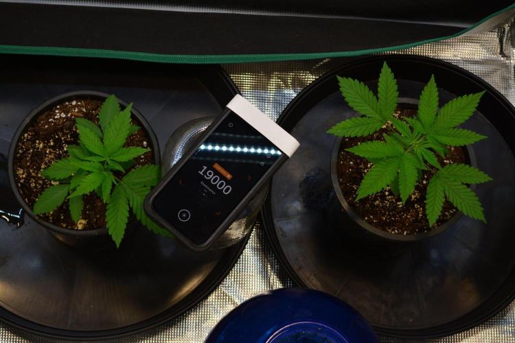 Tropicana Cookies FF. Week 3 - Day 18 - LUX