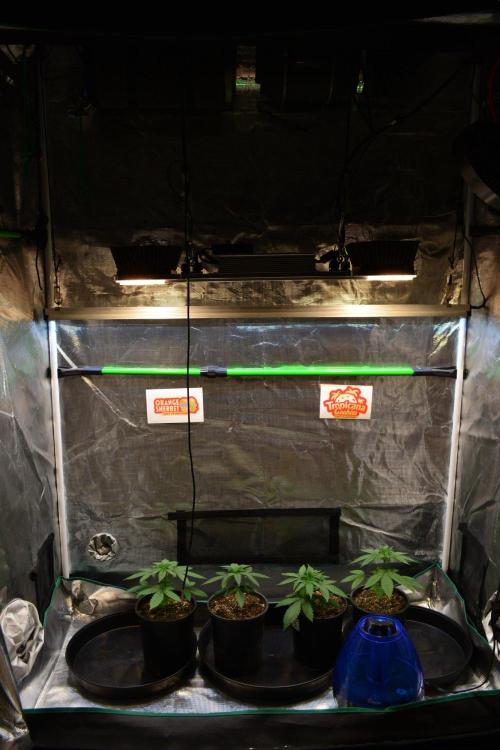 Orange Sherbet FF. Week 4