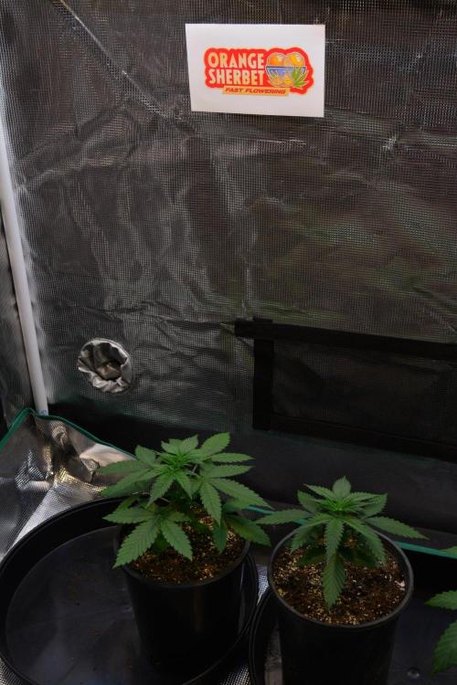 Orange Sherbet FF. Week 4 - Day 22 - before topping
