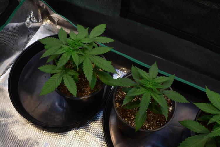 Orange Sherbet FF. Week 4 - Day 22 - before topping