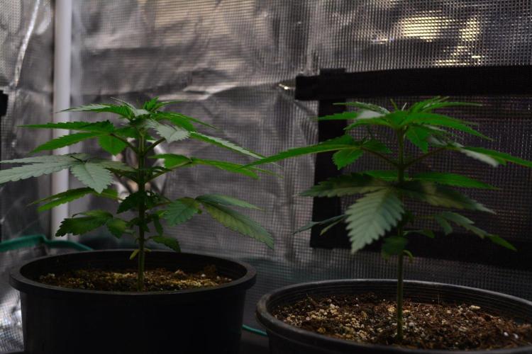 Orange Sherbet FF. Week 4 - Day 22 - before topping