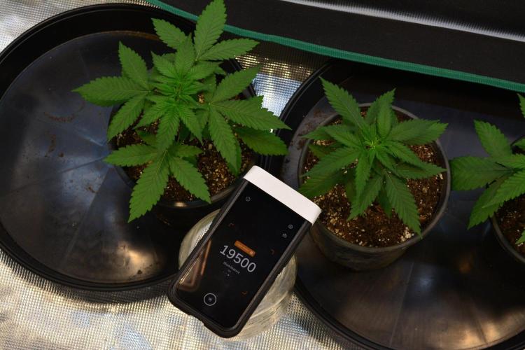 Orange Sherbet FF. Week 4 - Day 22 - LUX