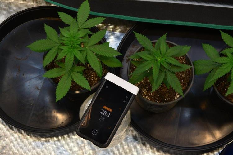 Orange Sherbet FF. Week 4 - Day 22 - PPFD