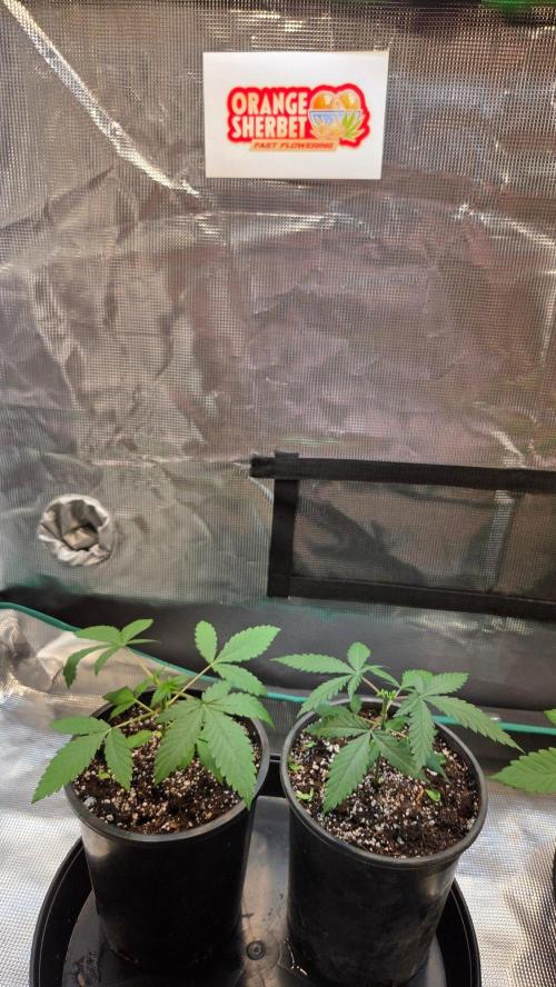 Orange Sherbet FF. Week 4 - Day 22 - after topping
