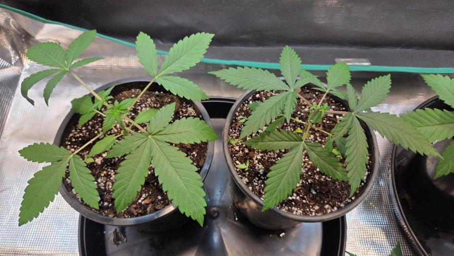 Orange Sherbet FF. Week 4 - Day 22 - after topping