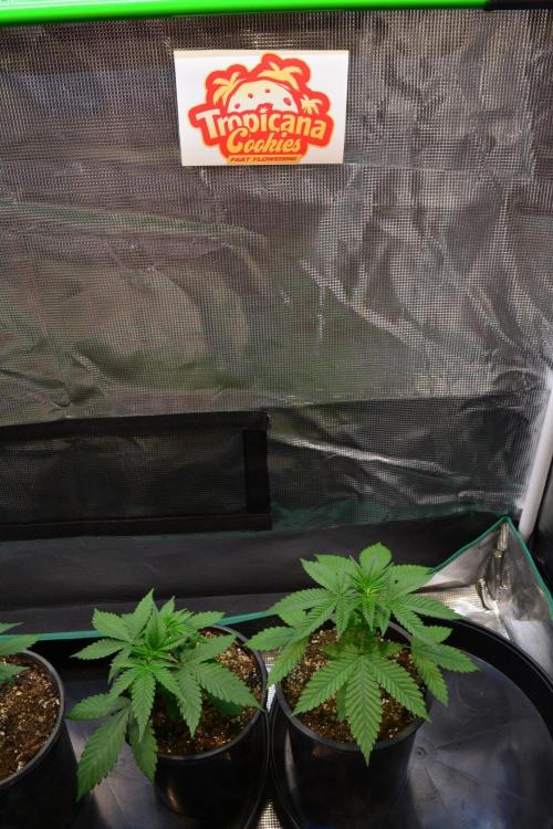 Tropicana Cookies FF. Week 4