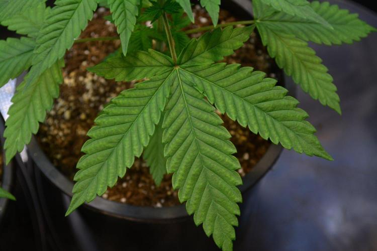 Tropicana Cookies FF. Week 4